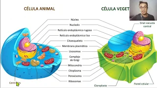 Célula Animal, Célula Vegetal e Características das Células - 6° Ano Ensino Fundamental