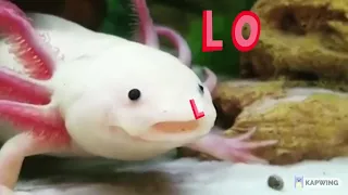 Axolotl Lol Loop
