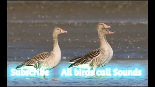 GreyLeg Goose Best Hunting Call sound