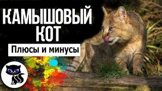 ✔  Камышовый кот: плюсы и минусы содержания дома