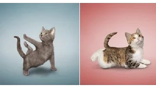 Шотландские котята показывают чудеса акробатики. Scottish kittens show the wonders of acrobatics.