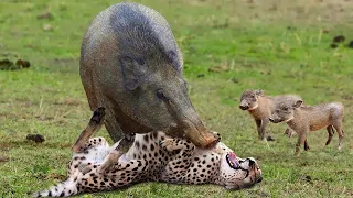 OMG! Chew The Cheetah's Head, Mother Warthog Take Down Cheetah To Save Her Baby - Wolf vs Bear