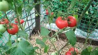 Понравившиеся сорта и гибриды томатов, выросшие в 2019 г...