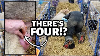 FOUR MAMA? ... AND THEY ALL WORK???  ...I've never seen this on my sheep before! | Vlog 751