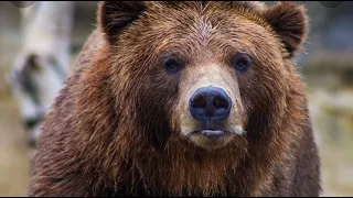 Grizzly Bear Moans |  قَهْقَاع الدب #bear  #grizzlies #sound #animals