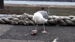 A Seagull Eating A Crab in San Francisco