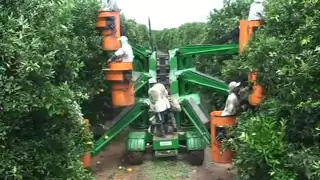 Mechanized Orange Harvest - Schülter