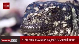 Yılanların Arasında Kalan İguana Kaçmayı Başarabilecek mi ?