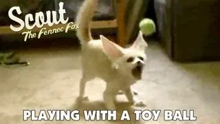 Scout The Fennec Fox Playing W Doggie and A Toy Ball