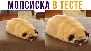 Мопсиска в тесте) Приколы | Мемозг #579