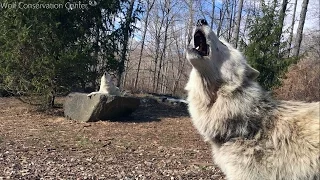 Sibling Wolves Sing