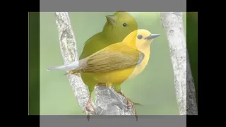 "Yellow Bird"  By "Malcolm Scott".