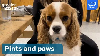 This dog park serves beer in Everett, Massachusetts