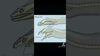 Moray eel￼ peripheral jaw￼