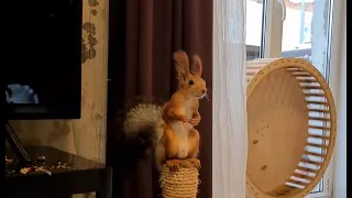 Белкины припадки...! 😳🤣 Squirrel broke