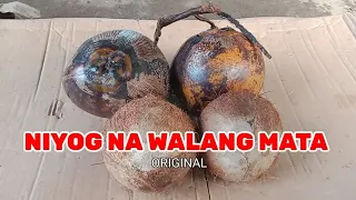 NIYOG NA WALANG MATA ORIGINAL