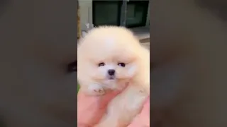 teacup pomeranian cute videos | cute baby dogs compilation | cute dog video mini pomeranian #shorts