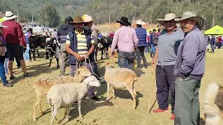 Aquiteven :  1.116 FIRAVITOBA BOYACÁ, 🌎 TIERRA PROMETIDA HOY PRIMERA  FERIA GANADERA 2.024.