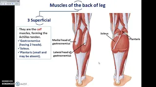 Overview of Lower Limb (10) - Back of the Leg - Dr. Ahmed Farid