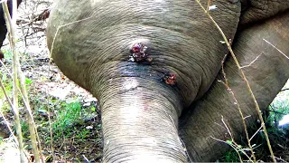 Treating a badly injured Elephant suffering with swollen leg after being a victim from a gunshot