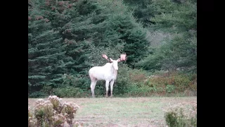 Man Finally Films A Very Rare White Moose After Trying For 3 Years