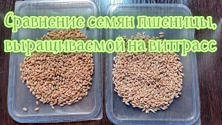 Сравнение семян пшеницы, выращиваемой на витграсс