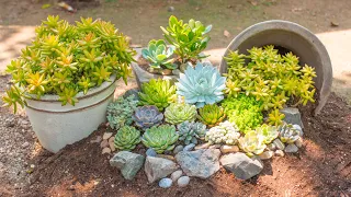 Recycle Broken Pot to Grow Succulents | Tái chế chậu vỡ trồng sen đá| 多肉植物| 다육이들 | Suculentas