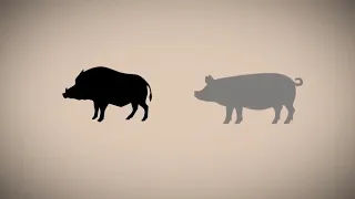 La semaine verte | Qui a introduit les premiers cochons en Amérique?