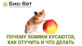 Почему хомяки кусаются 🐹/ Что делать и как отучить их кусаться // Сеть Ветклиник Био-Вет