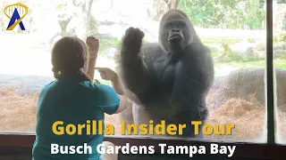Gorilla Insider Tour at Busch Gardens Tampa Bay