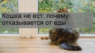 Кошка не ест: почему отказывается от еды