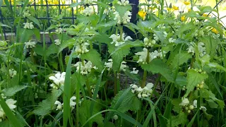 white dead nettle #shorts