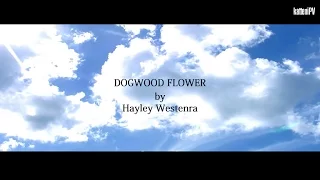 【英語カバー】 ハナミズキ / DOGWOOD FLOWER "Prayer For Memorial in 9.11