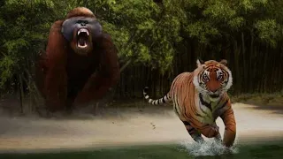 한번도 본 적 없는 고릴라 VS 호랑이의 싸움