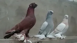 Двухчубые Голуби" Кептерлер" Pigeons 2021
