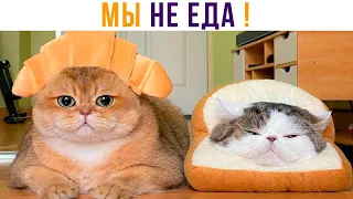 ХВАТИТ ЭТО ТЕРПЕТЬ))) Приколы с котами | Мемозг 816