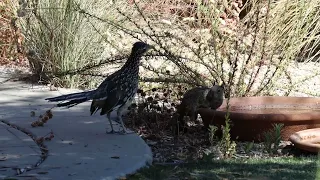 Roadrunner and Squirrel encounter