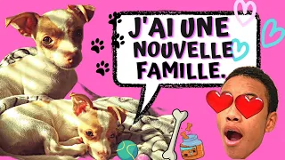 VLOG - Le nouveau membre de la famille est un CHIEN 🦴🐶 🐾 !!!  #vlog #animals