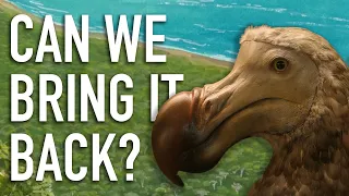 Can we bring back the dodo bird?