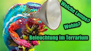 Beleuchtung für das TERRARIUM | Chamäleon Basics