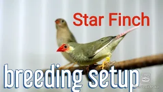 My breeding setup - Star Finch  (Bathilda ruficauda) 