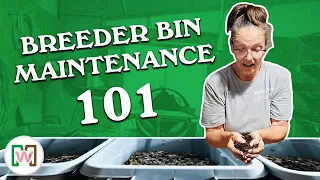 How to Maintain a Worm Breeder Bin