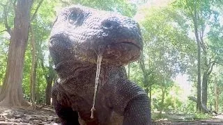 What Makes Komodo Dragons Apex Predators