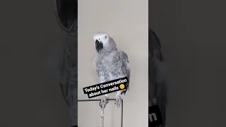 Cosmo The Funny Parrot 😂🦜#cuteanimals #funnyparrot #shorts
