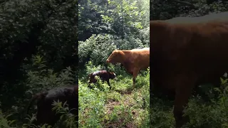 This is Incredible! Baby Cow’s first steps after just being born - Momma with her big boy newborn!!!