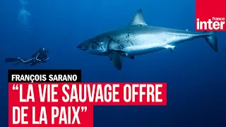 François Sarano : "La vie sauvage offre de la paix"