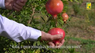 Rodia, o specie pomicola cu potential pentru tara noastra