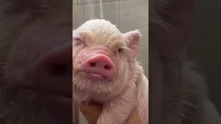 Свинка принимает душ