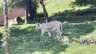 White Tiger in Vizag Zoo 🐅