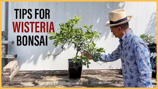 How to Manage a Wisteria Bonsai